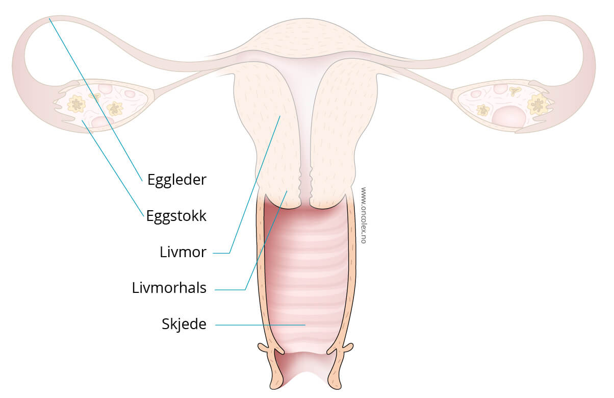 Illustrasjon kreftlex.no. Livmor, livmorhals, skjede, eggstokker, eggledere. @Jostein Eikanger