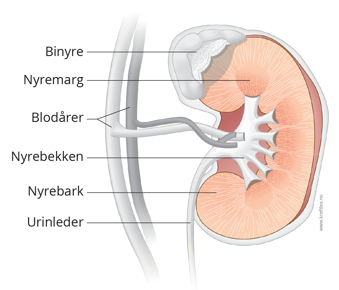 Illustrasjon Nyre anatomi Kreftlex
