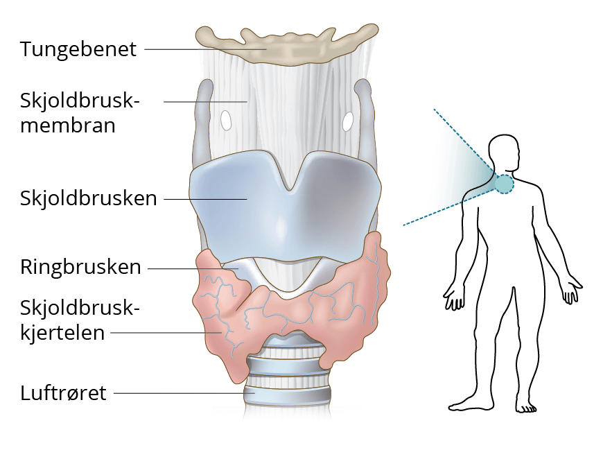 illustrasjon @kreftlex.no, skjoldbruskkjertel, adamseple, luftrør