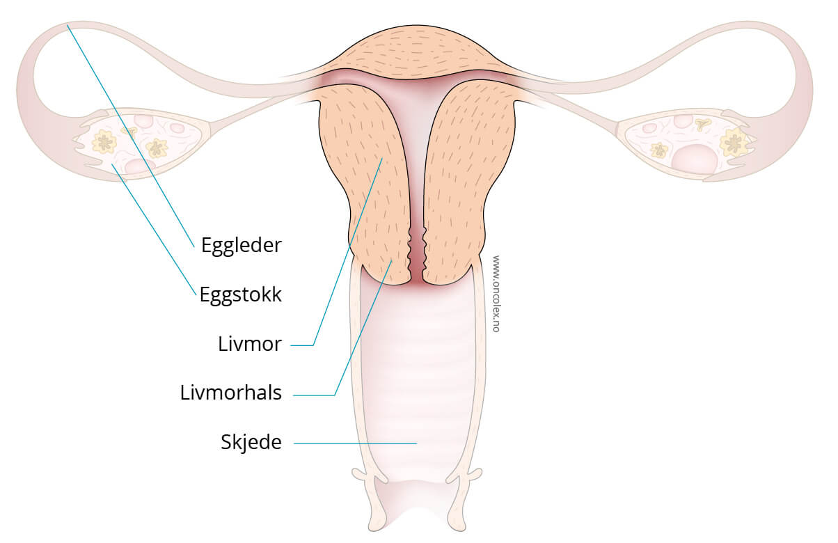 Illustrasjon kreftlex.no. Livmor, livmorhals, skjede, eggstokker, eggledere. @Jostein Eikanger