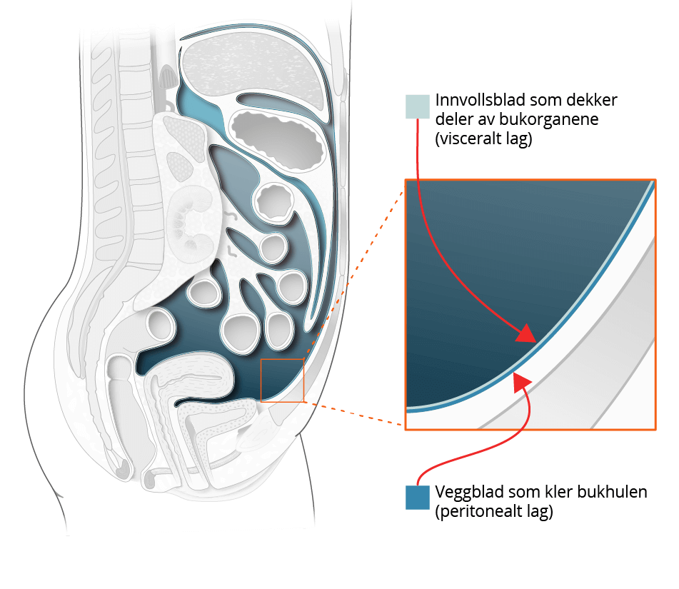 illustrasjon kreftlex.no. Bukhinnen omkranser innvollene (bl.a. lever, tarm, magesekk mm). @Jostein Eikanger