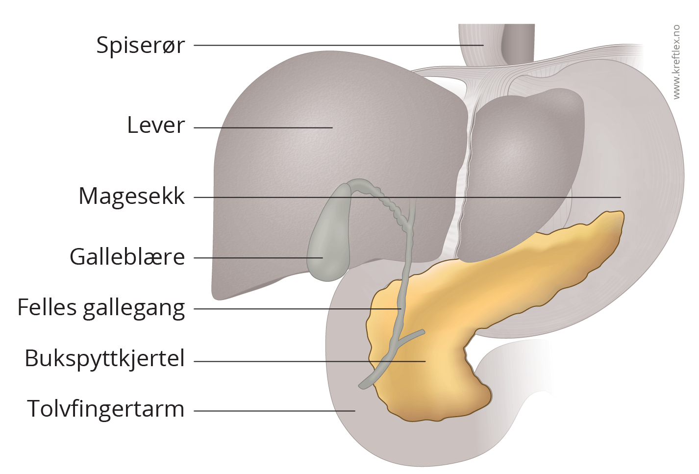 Illustrasjon Bukspyttkjertel anatomi
