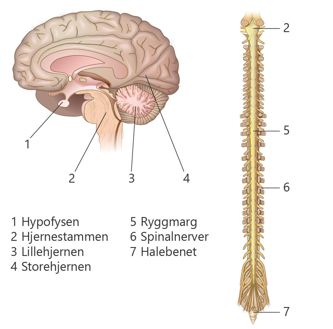 Illustrasjon kreft i sentralnervesystemet: Hjerne, rygg, sentralnervesystem, hjernestamme, hypofyse, lillehjernen, storehjernen, ryggmarg, spinalnerver, haleben. Kreftlex.no @Jostein Eikanger