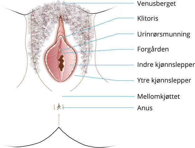 illustrasjon kreftlex.no. Kreft i kjønnslepper. Anatomi av kvinnens kjønnsorgan, klitoris, kjønnslepper, vulva, urinrørsåpning og anus. @Jostein Eikanger