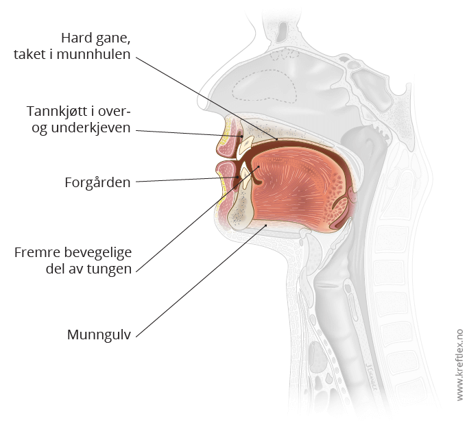 Illustrasjon Kreftlex.no, kreft i munnhulen. Munnhulens anatomi. Tegnet av Jostein Eikanger.
