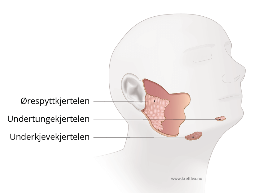 Illustrasjon Kreftlex. Spyttkjertler, kreft i hode-halsregion. Tegnet av Jostein Eikanger
