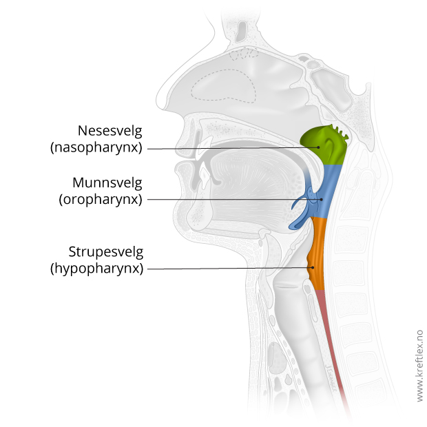 illustrasjon Kreftlex, Kreft i svelg, larynx. Tegnet av Jostein Eikanger